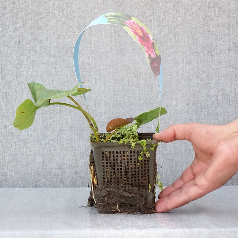 Example of Nymphaea Almost Black - Nénuphar rustique rouge pourpre Pot de 1L/1,5L as you get in ete