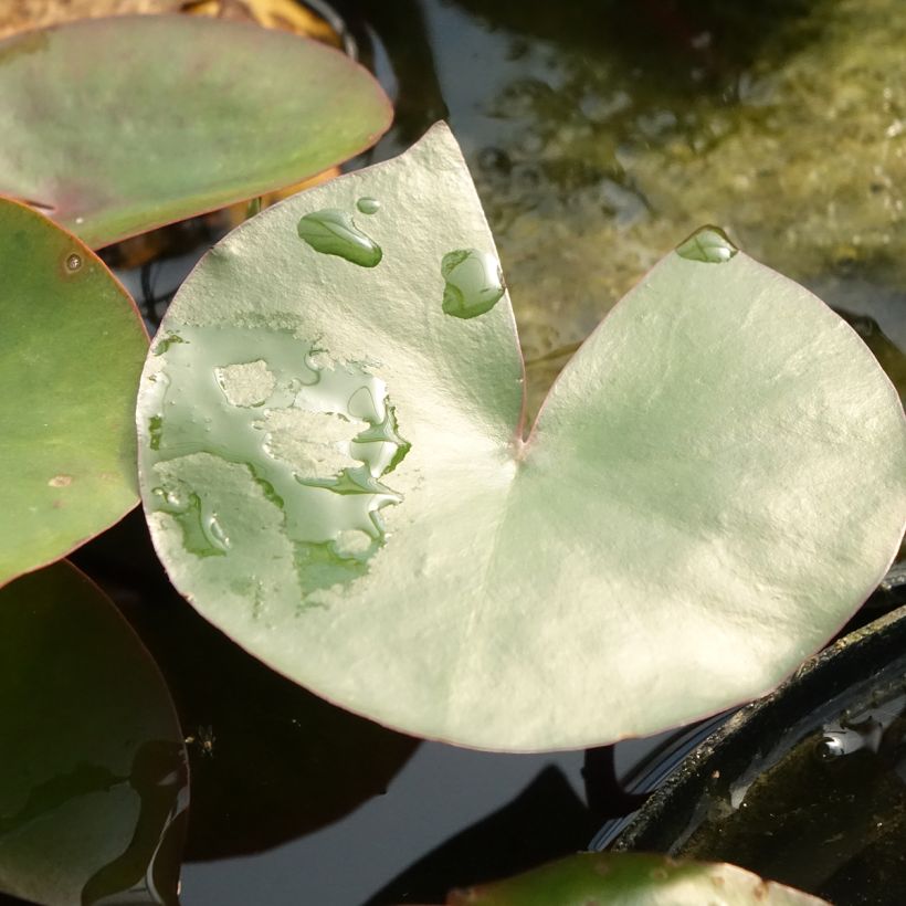 Nymphaea Amabilis - Nénuphar rose rustique (Foliage)