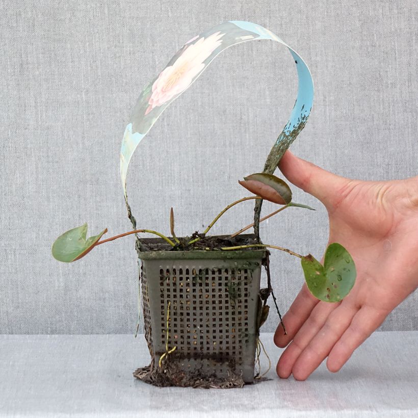 Spécimen de Nymphaea American Star - Nénuphar rustique rose Pot de 1L/1,5L tel que livré en été