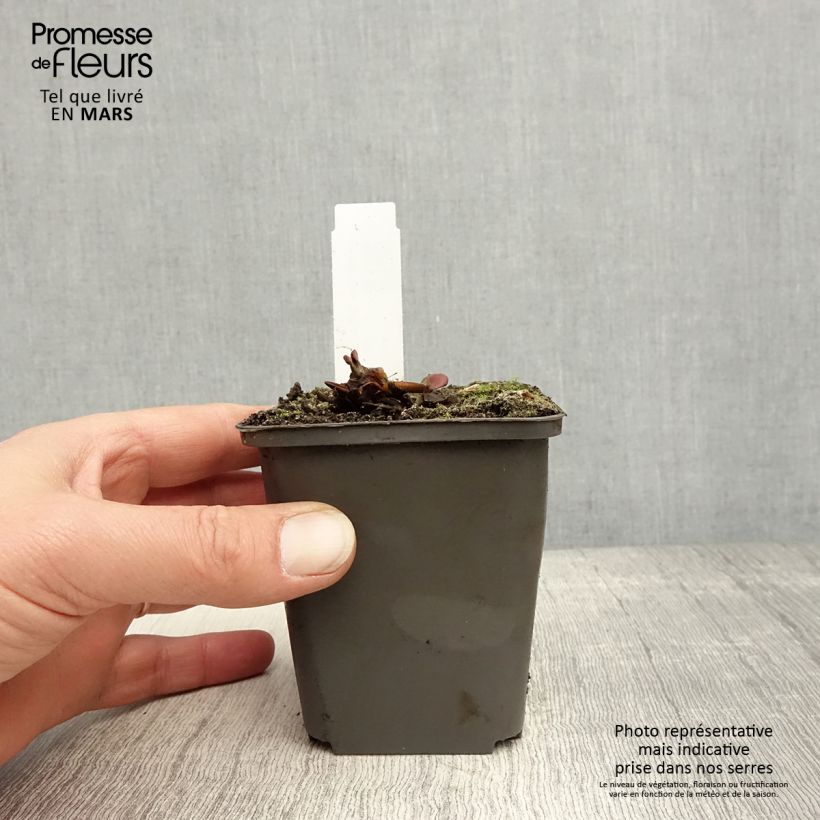 Example of Nymphaea Attraction - Nénuphar rouge  Godet de 8/9 cm as you get in printemps