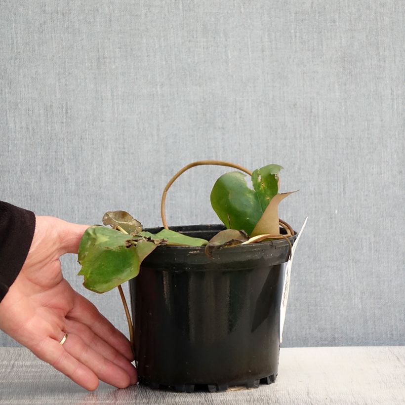 Spécimen de Nymphaea Bateau - Nénuphar rustique rouge Pot de 1,5L/2L tel que livré au printemps