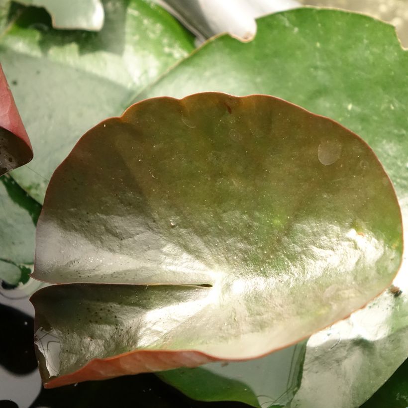 Nymphaea Black Princess - Nénuphar rustique (Feuillage)