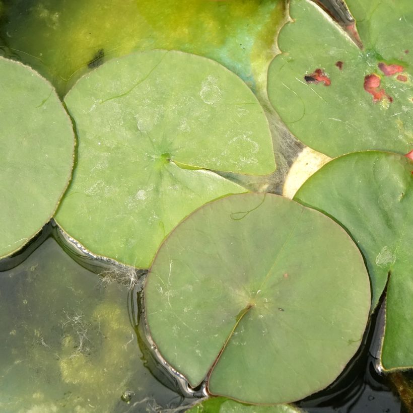 Nymphaea Burgundy Princess - Nénuphar rustique (Foliage)