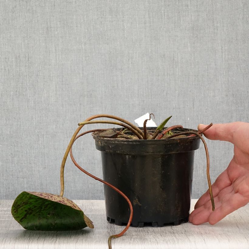 Spécimen de Nymphaea Carolina Sunset - Nénuphar rustique, jaune et pêche cuivré Pot de 1,5L/2L tel que livré au printemps