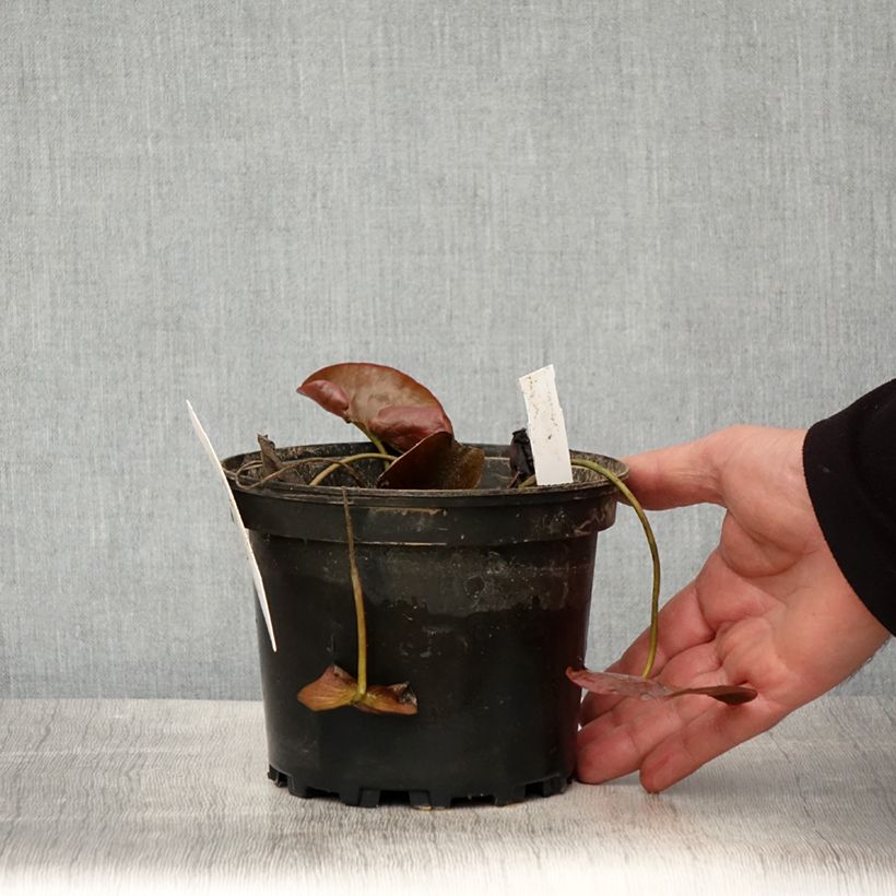 Example of Nymphaea Charlene Strawn - Nénuphar rustique parfumé Pot de 1,5L/2L as you get in printemps