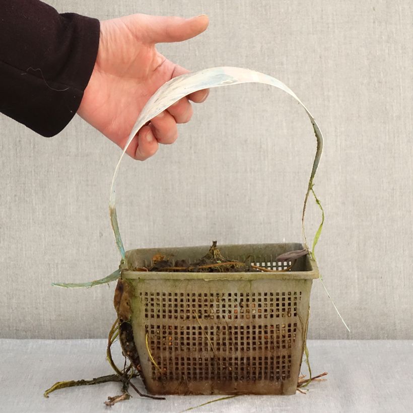 Example of Nymphaea Clyde Ikins - Nénuphar rustique jaune cuivré Pot de 3L/4L as you get in hiver