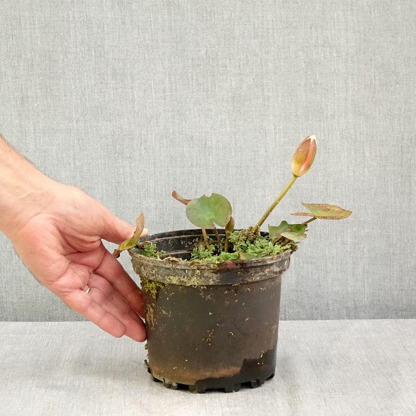 Spécimen de Nymphaea Cynthia Ann - Nénuphar rustique cuivré Pot de 1,5L/2L tel que livré en été