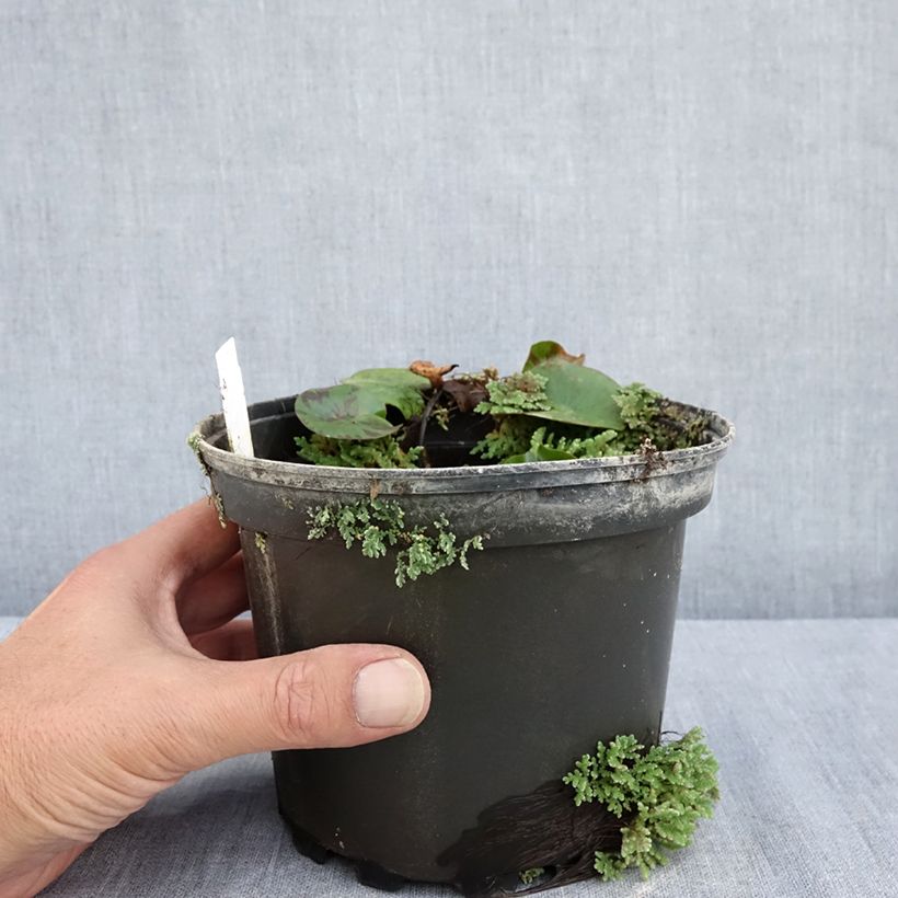 Spécimen de Nymphaea Denver - Nénuphar rustique fleurs doubles ivoire Pot de 1,5L/2L tel que livré en été
