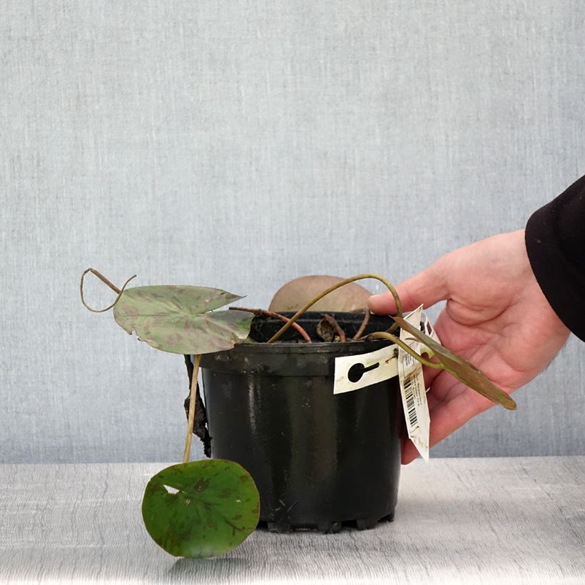 Example of Nymphaea Denver - Nénuphar rustique fleurs doubles ivoire Pot de 1,5L/2L as you get in printemps