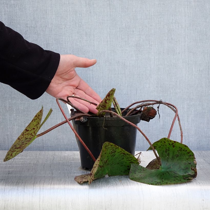 Spécimen de Nymphaea Double Yellow - Nénuphar rustique jaune double Pot de 1,5L/2L tel que livré au printemps