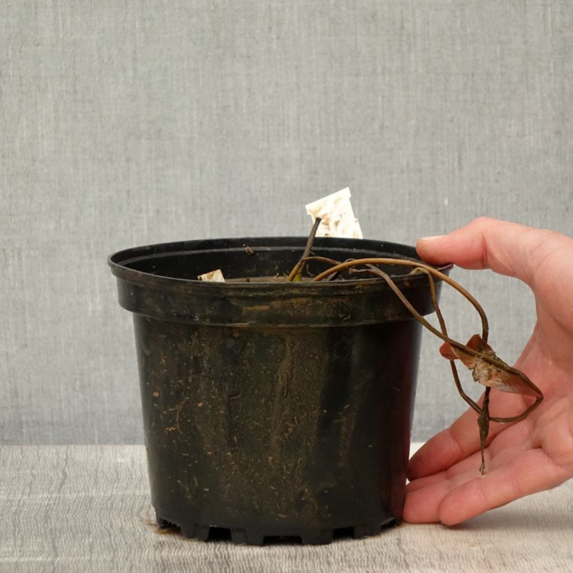 Spécimen de Nymphaea Eros - Nénuphar rustique rose soutenu Pot de 1,5L/2L tel que livré au printemps