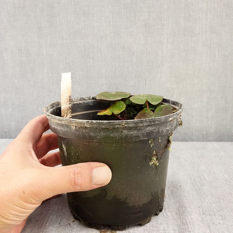 Spécimen de Nymphaea Eros - Nénuphar rustique rose soutenu Pot de 1,5L/2L tel que livré en été