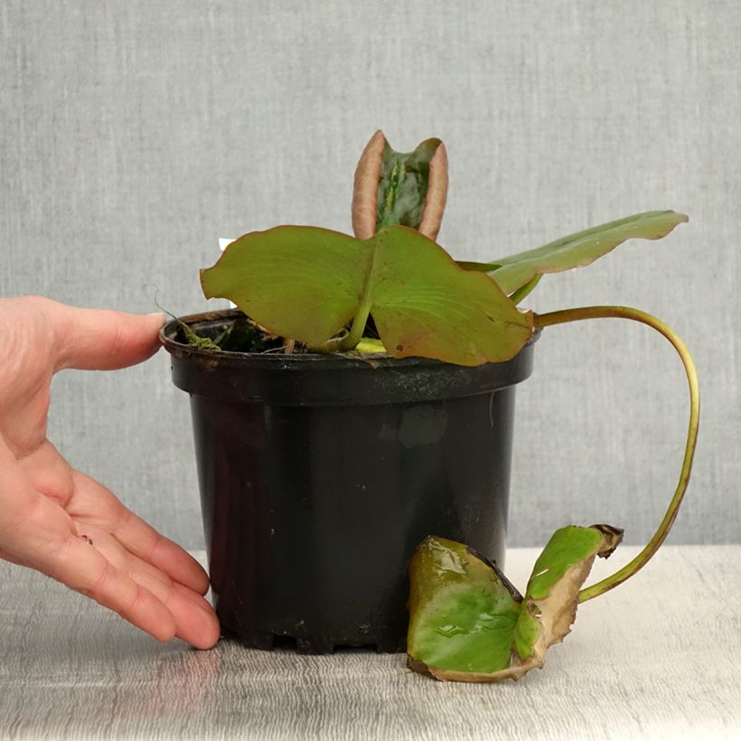 Spécimen de Nymphaea Escarboucle - Nénuphar rustique rouge Pot de 1,5L/2L tel que livré au printemps