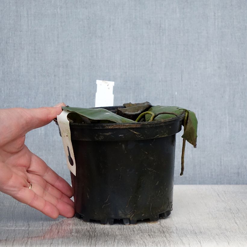 Spécimen de Nymphaea Eugenia de Lande - Nénuphar rustique rose tendre Pot de 1,5L/2L tel que livré au printemps