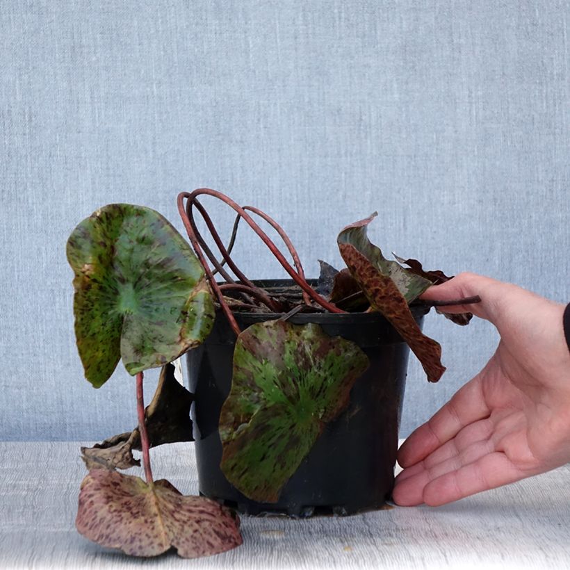 Spécimen de Nymphaea Evelyn Stetson - Nénuphar rustique blanc Pot de 1,5L/2L tel que livré au printemps