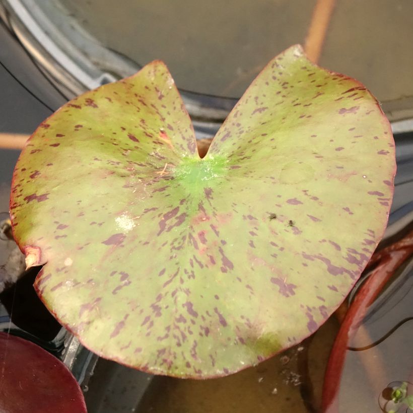 Nymphaea Fire Opal - Nénuphar rustique (Feuillage)