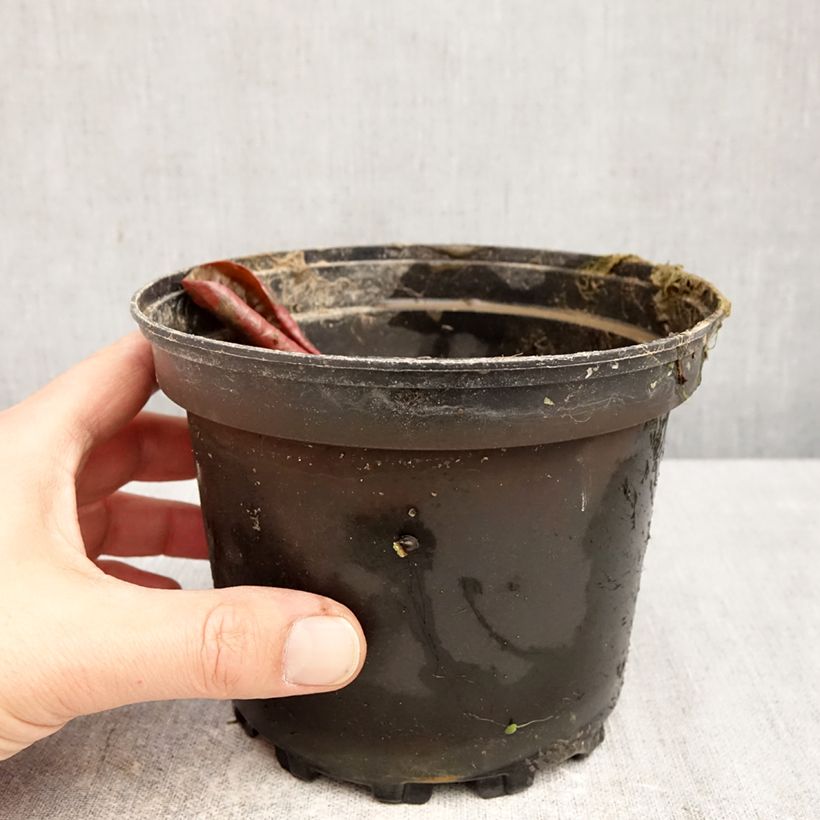 Spécimen de Nymphaea Fire Opal - Nénuphar rustique Pot de 1,5L/2L tel que livré au printemps