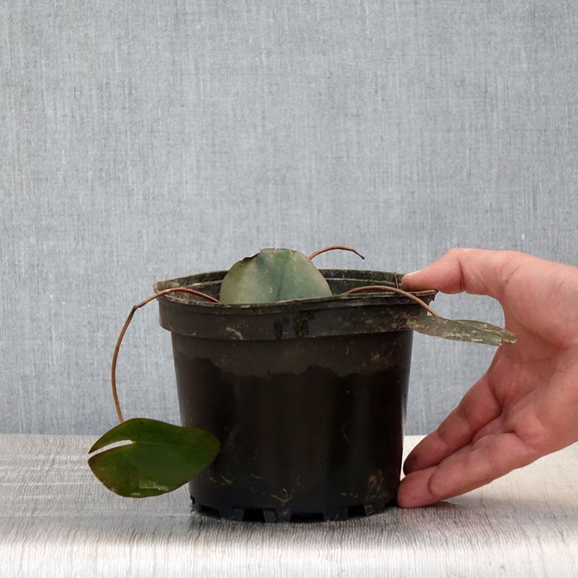 Spécimen de Nymphaea Froebelii - Nénuphar nain rustique Pot de 1,5L/2L tel que livré au printemps