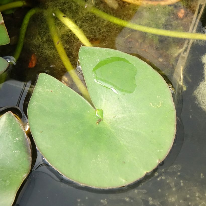 Nymphaea Gladstoniana - Nénuphar rustique (Foliage)
