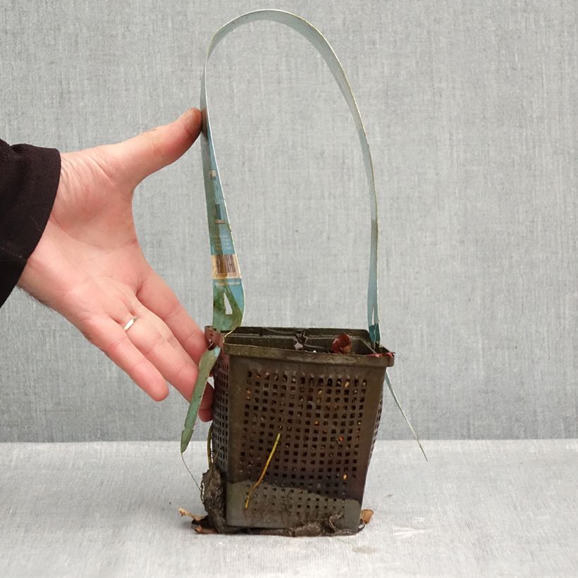Spécimen de Nymphaea Gladstoniana - Nénuphar rustique Pot de 1L/1,5L tel que livré en automne