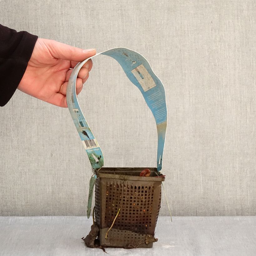 Example of Nymphaea Gladstoniana - Nénuphar rustique Pot de 1L/1,5L as you get in hiver