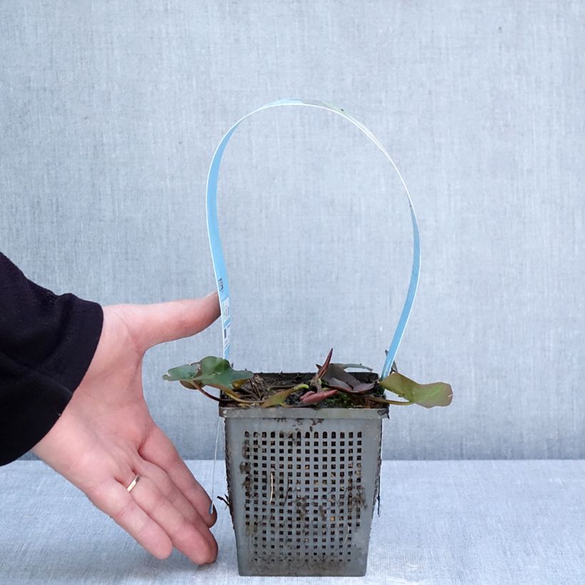 Spécimen de Nymphaea Gladstoniana - Nénuphar rustique Pot de 1L/1,5L tel que livré au printemps
