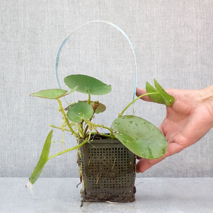 Example of Nymphaea Gonnere - Nénuphar rustique Pot de 1L/1,5L as you get in ete