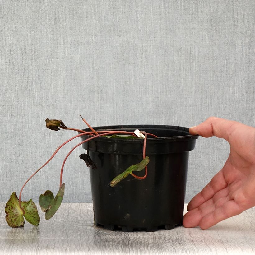 Spécimen de Nymphaea Graziella - Nénuphar nain rustique Pot de 1,5L/2L tel que livré au printemps