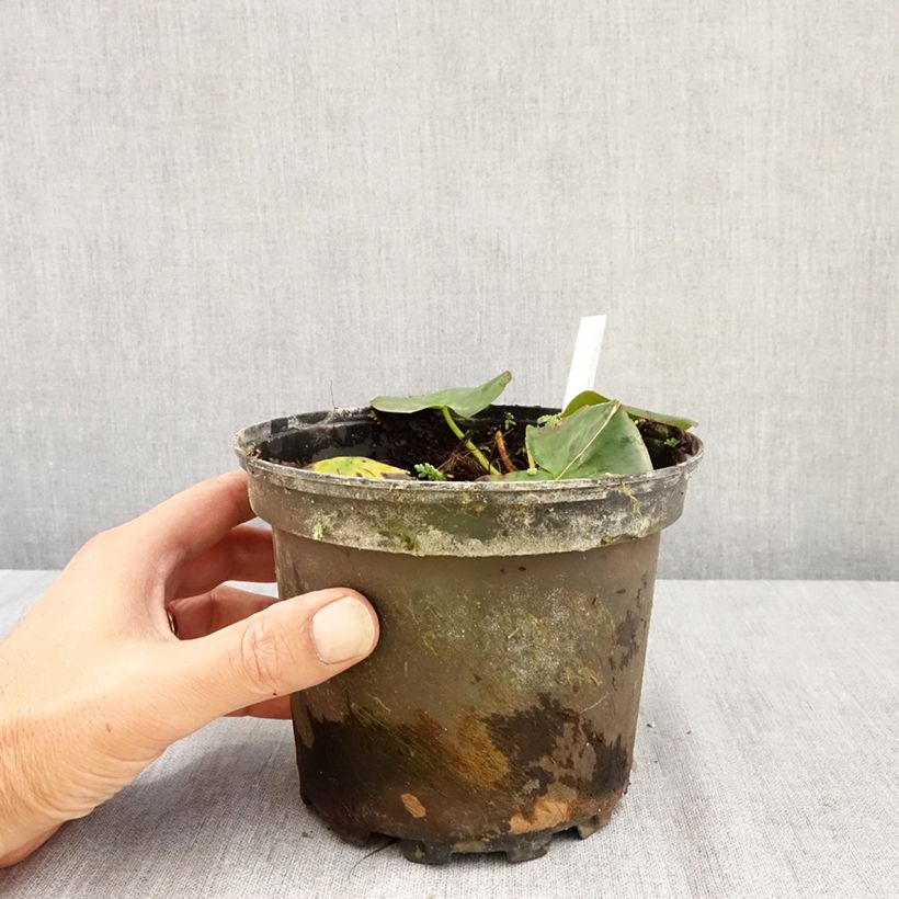 Spécimen de Nymphaea Hermine - Nénuphar blanc rustique Pot de 1,5L/2L tel que livré en été
