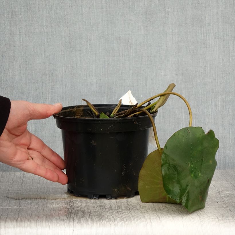 Example of Nymphaea Hermine - Nénuphar blanc rustique Pot de 1,5L/2L as you get in printemps