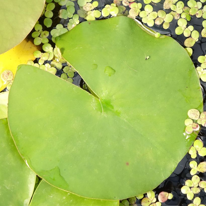 Nymphaea Hollandia - Nénuphar rustique (Foliage)