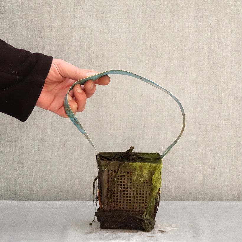 Example of Nymphaea Hollandia - Nénuphar rustique Pot de 1L/1,5L as you get in hiver