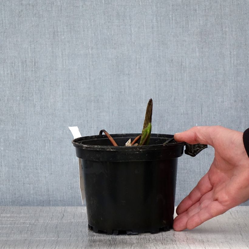 Example of Nymphaea Jean de la Marsalle - Nénuphar rustique rouge rose Pot de 1,5L/2L as you get in printemps