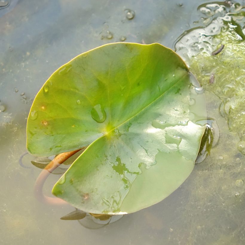 Nymphaea Jean de la Marsalle - Nénuphar rustique rouge rose (Foliage)