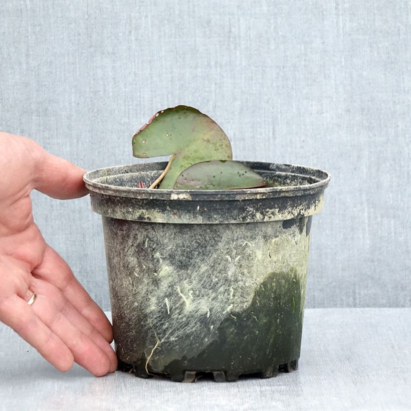 Spécimen de Nymphaea Karleen Harder - Nénuphar rustique orange cuivré Pot de 1,5L/2L tel que livré en été