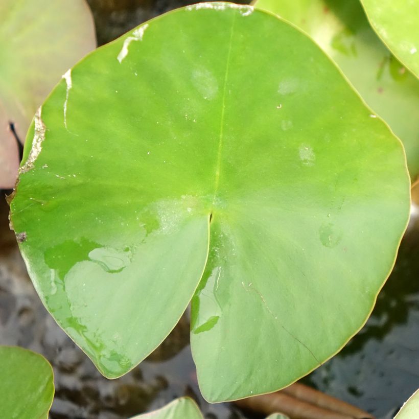 Nymphaea Lactea - Nénuphar rustique blanc (Feuillage)