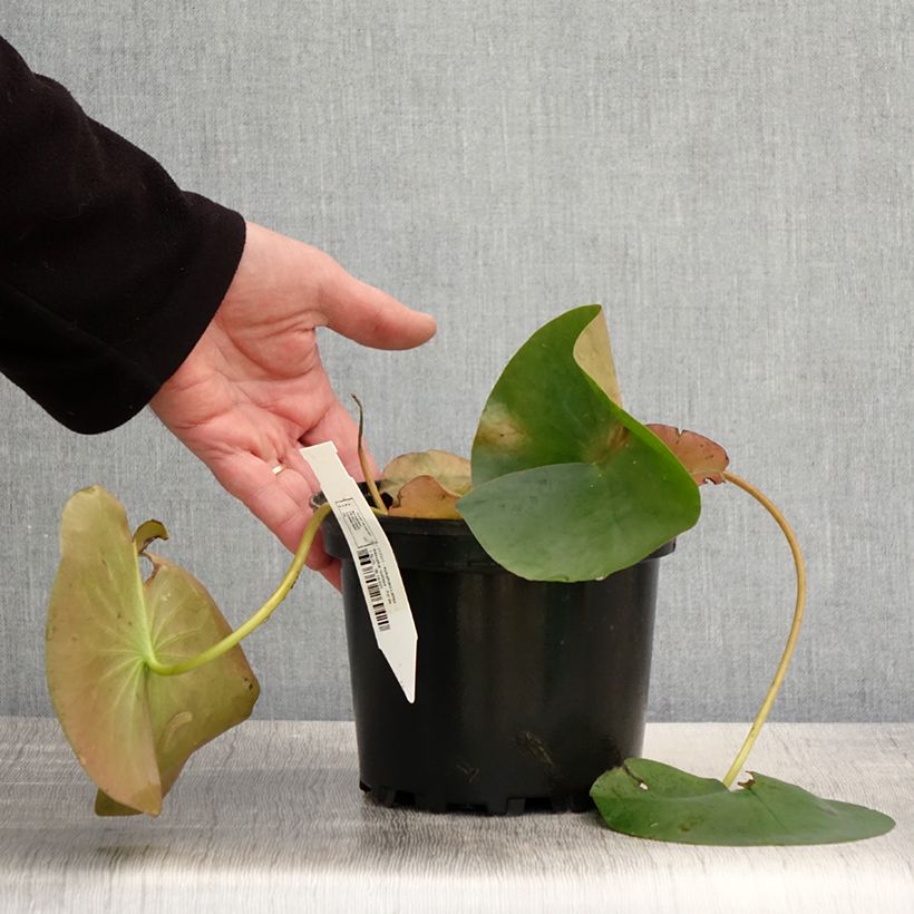 Spécimen de Nymphaea Lactea - Nénuphar rustique blanc Pot de 1,5L/2L tel que livré au printemps