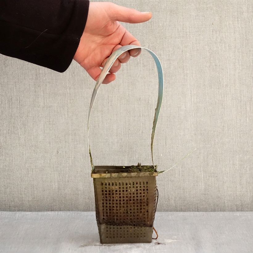 Spécimen de Nymphaea Laydekeri Liliacea - Nénuphar rustique Pot de 1L/1,5L tel que livré en hiver