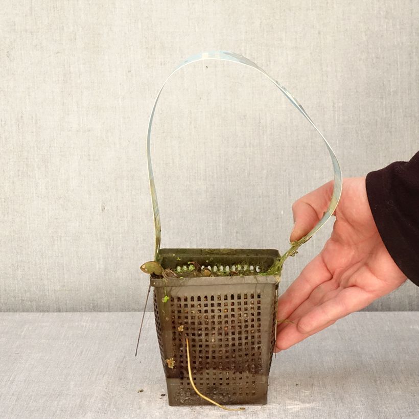 Spécimen de Nymphaea Laydekeri Liliacea - Nénuphar rustique Pot de 1L/1,5L tel que livré au printemps