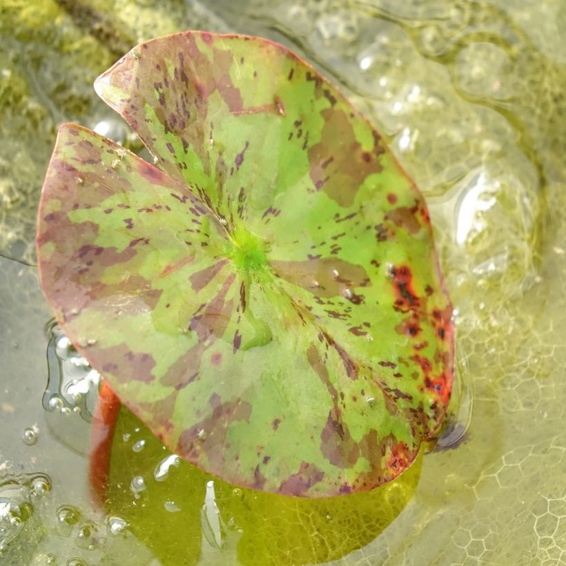 Nymphaea Lemon Chiffon - Nénuphar rustique jaune (Feuillage)