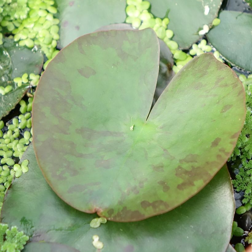 Nymphaea Lemon Mist - Nénuphar rustique jaune citron (Feuillage)