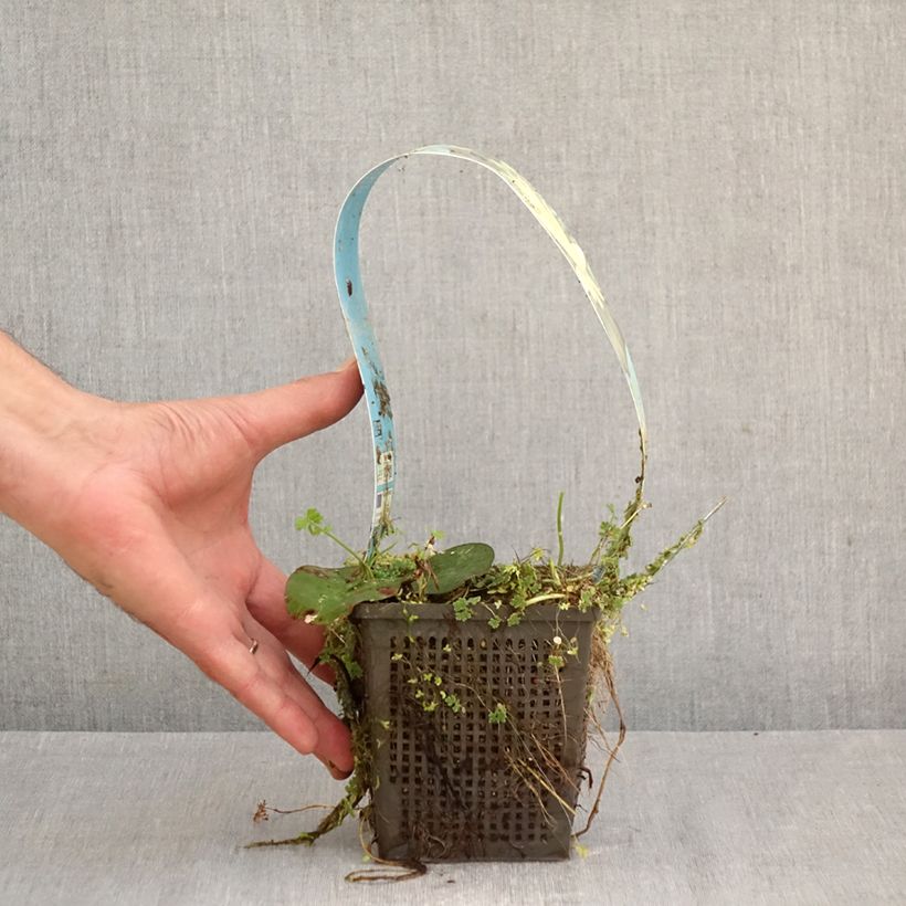 Spécimen de Nymphaea Lemon Mist - Nénuphar rustique jaune citron Pot de 1L/1,5L tel que livré au printemps