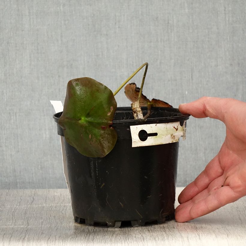 Spécimen de Nymphaea Lily Pons - Nénuphar rustique rose Pot de 1,5L/2L tel que livré au printemps