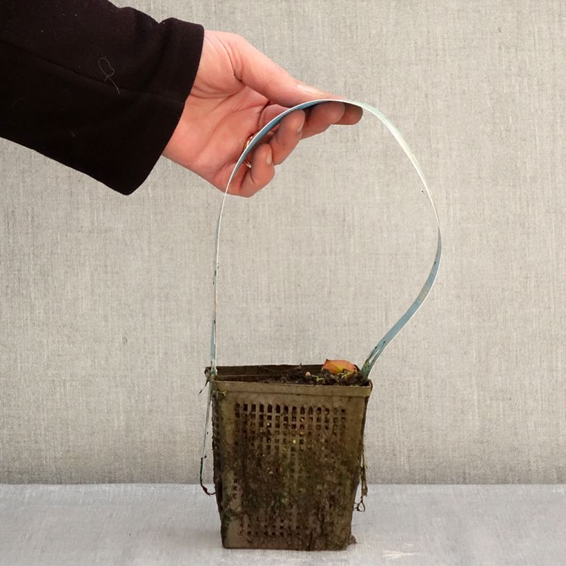 Spécimen de Nymphaea Madame Wilfron Gonnère - Nénuphar rustique Pot de 1L/1,5L tel que livré en hiver