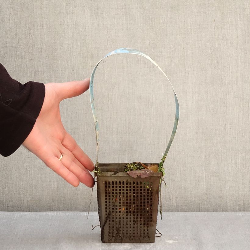 Spécimen de Nymphaea Mangkala Ubol - Nénuphar rustique rose saumon Pot de 1L/1,5L tel que livré en hiver