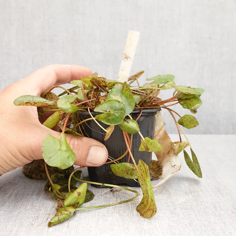 Spécimen de Nymphaea Marian Strawn - Nénuphar tropical blanc Pot de 1,5L/2L tel que livré en automne