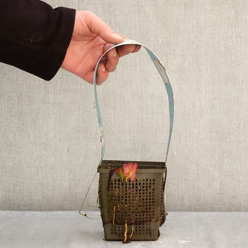 Spécimen de Nymphaea Marliacea Albida - Nénuphar rustique Pot de 1L/1,5L tel que livré en hiver