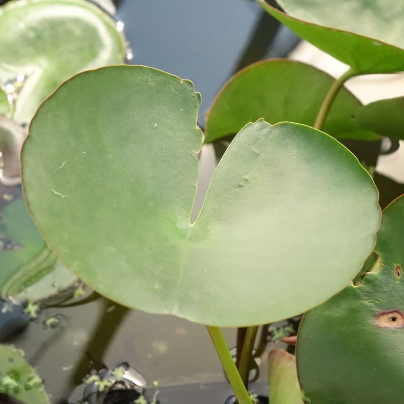 Nymphaea Marliacea Carnea - Nénuphar rustique (Feuillage)
