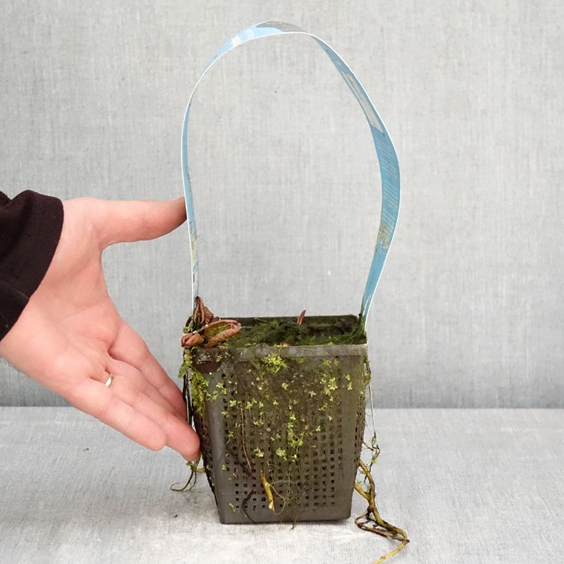 Spécimen de Nymphaea Marliacea Carnea - Nénuphar rustique Pot de 1L/1,5L tel que livré au printemps
