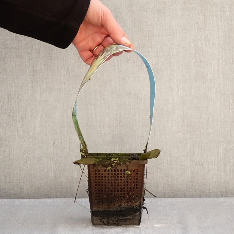 Spécimen de Nymphaea Marliacea Chromatella - Nénuphar rustique jaune Pot de 1L/1,5L tel que livré en hiver